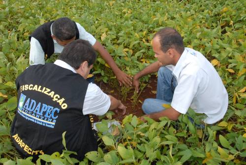 Entre os destaques da atuação da Adapec, está a manutenção da excepcionalidade do plantio de soja durante entressafra Entre os destaques da atuação da Adapec, está a manutenção da excepcionalidade do plantio de soja durante entressafra