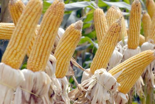 A área plantada deve crescer em torno de 10,3% passando de 813,82 mil hectares para 897,57 mil hectares A área plantada deve crescer em torno de 10,3% passando de 813,82 mil hectares para 897,57 mil hectares