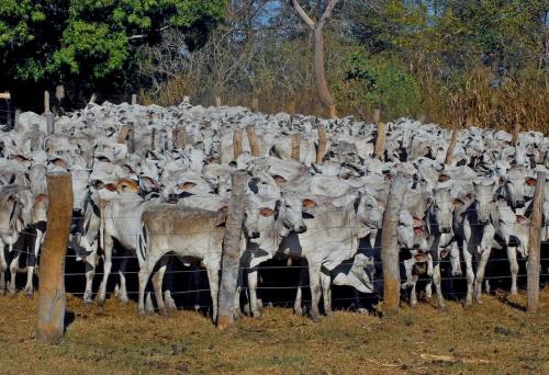 Existem na ilha 78.882 bovídeos, entre rebanho de indígenas e produtores rurais Existem na ilha 78.882 bovídeos, entre rebanho de indígenas e produtores rurais