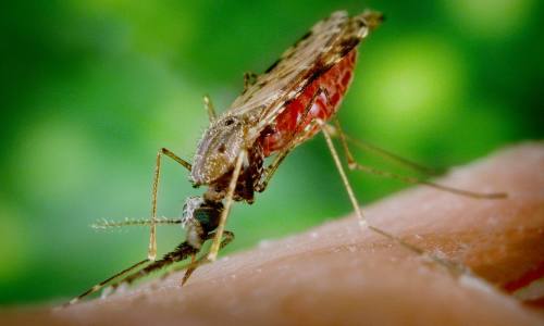 A malária é uma doença infecciosa causada pela picada do mosquito Anopheles fêmea A malária é uma doença infecciosa causada pela picada do mosquito Anopheles fêmea