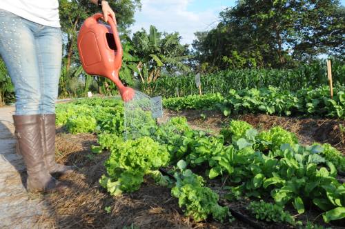 O incentivo à produção de hortaliças e fomento à piscicultura fazem parte do trabalho da assistência técnica e extensão rural O incentivo à produção de hortaliças e fomento à piscicultura fazem parte do trabalho da assistência técnica e extensão rural