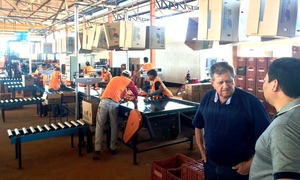 Atualmente, a empresa processa 60 toneladas de hortifrúti por semana, chegando a 240 toneladas por mês, entre cenoura, beterraba, batata, cebola, alho e repolho