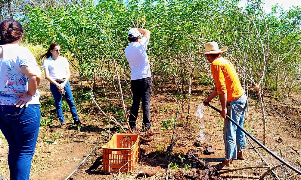 Assist Ncia T Cnica Do Ruraltins Eleva Renda E Produtividade Na