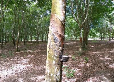 Projetos somam 21,6 hectares para cultivo da seringueira