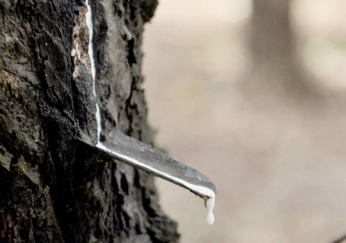 Em 2013 houve aumento de área cultivada de seringueira no Estado em 52%, passando para mais de 2.800 hectares