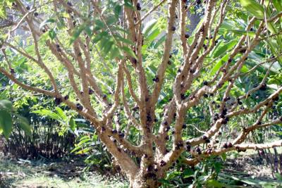 Na Fazendinha da Serra, a 40 km de Palmas, 200 pés de jabuticaba são cultivados de forma orgânica
