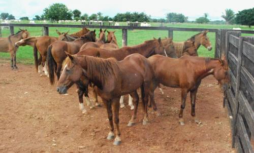 O Tocantins tem mais de 200 mil equídios