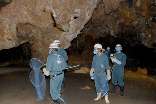 Equipes de captura em busca de morcegos hematófagos.jpg	Equipes de captura em busca de morcegos hematófagos