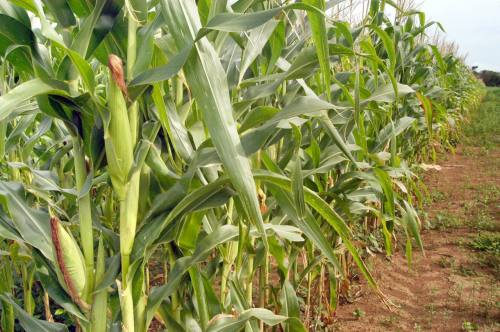 Culturas como a de milho devem ser beneficidas pelo Plano Agrícola e Pecuário
