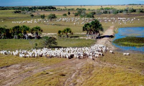 Nova guia vai facilitar monitoramento dos animais que entram ou saem do Estado