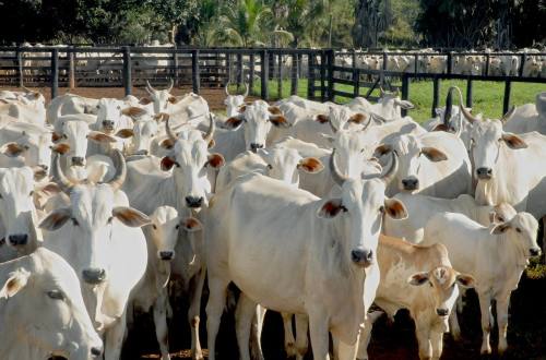 Produtores rurais terão até setembro para se adequar à Portaria e vacinar o rebanho 
