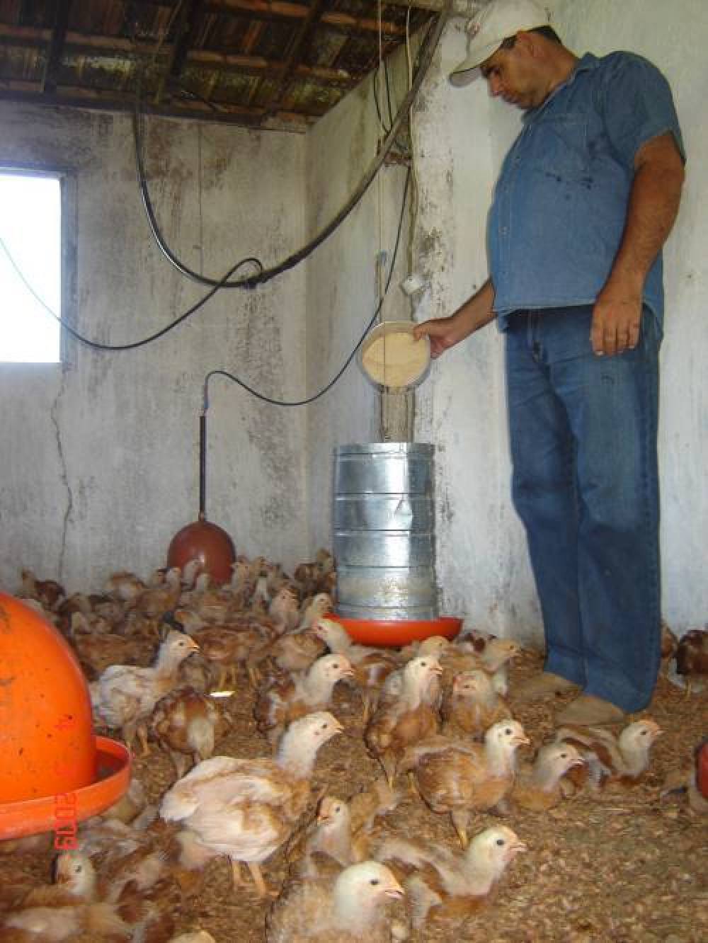 Cria O De Aves Gera Lucro Para Agricultura Familiar Not Cias Instituto De Desenvolvimento