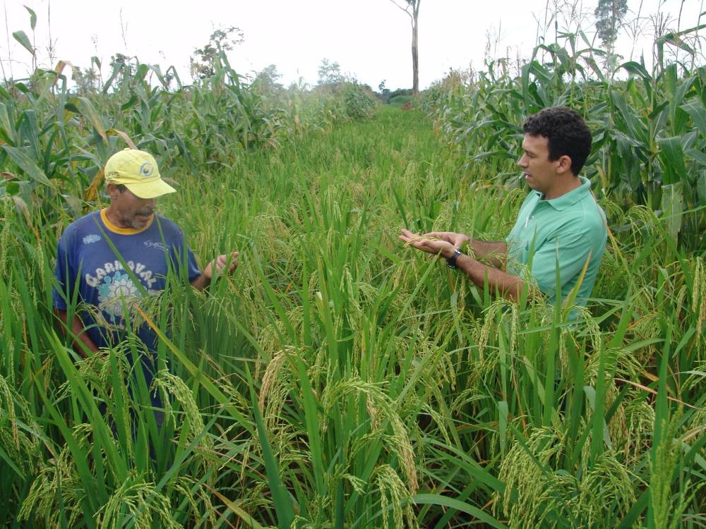 Ações da extensão rural fortalecem agricultura familiar no 