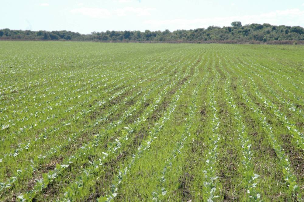 Agricultores já se preparam para o plantio da próxima 