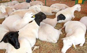 Outro setor que vai receber atenção especial do Governo é o de rebanho de ovino 