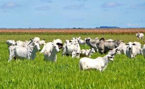 Estado desenvolve projetos e aponta medidas para fortalecer agropecuária no Tocantins 