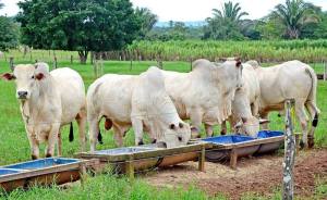 Atualmente, o Estado possui 8.075.517 cabeças de gado e ocupa a 11ª posição no ranking nacional do rebanho 