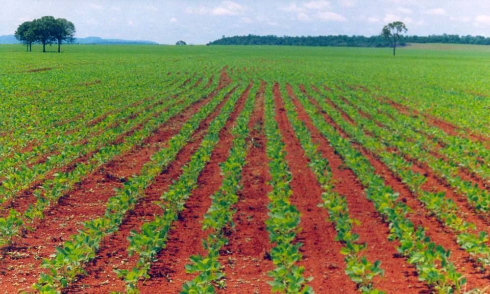 Soja produzida no Tocantins durante a entressafra abastece 