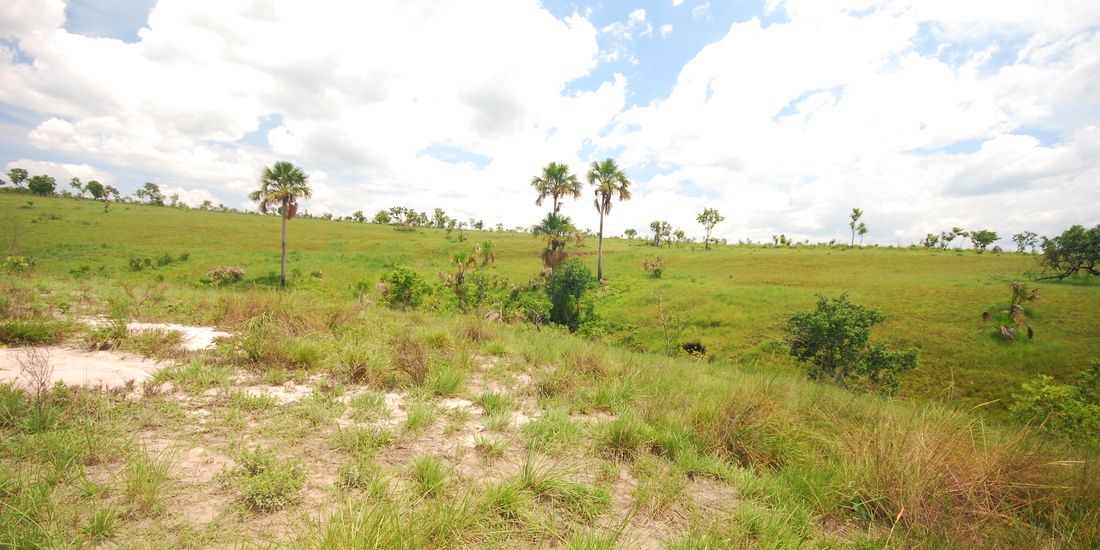 Vereda Bioma Cerrado - Jalapa