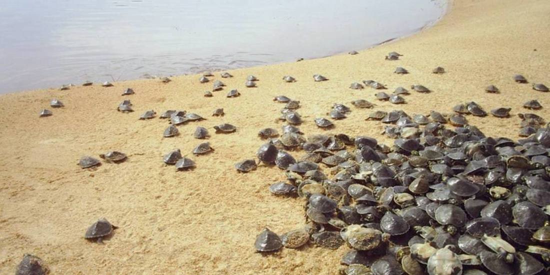 Centro de Pesquisa Canguçu Turismo Tocantins