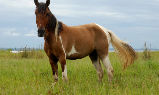O Tocantins conta com 271,9 mil equídeos e, para se tornar zona livre do mormo, é preciso estar três anos sem notificação de focos da doença