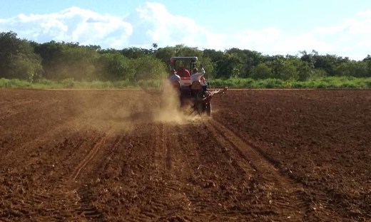 Na vitrine de dois hectares, os técnicos da Seagro plantaram cerca de 30 variedades de mandioca, sendo que a maioria já é adaptada ao solo e ao clima tocantinense