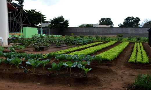 Hortaliças são 100% orgânicas e cultivadas no Case Palmas