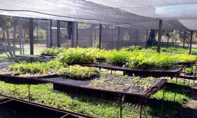 Mudas de plantas nativas serão utilizadas na recuperação de nascentes de bacias hidrográficas no Tocantins Mudas de plantas nativas serão utilizadas na recuperação de nascentes de bacias hidrográficas no Tocantins