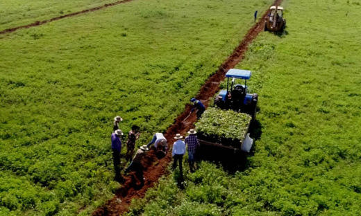 Cerca de três mil mudas nativas do cerrado serão plantadas em 25 hectares de área degradada 