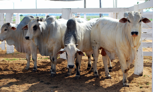 Anteriormente, a taxa era cobrada para todos os eventos que aconteciam simultaneamente durante as feiras Anteriormente, a taxa era cobrada para todos os eventos que aconteciam simultaneamente durante as feiras