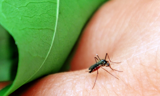     Tocantins lidera ranking nacional de casos prováveis de dengue                           