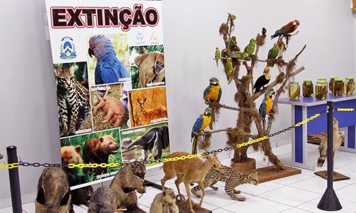 Museu de Zoologia e Taxidermia José Hidasí possui um acervo de animais típicos da região e é de responsabilidade da Unitins