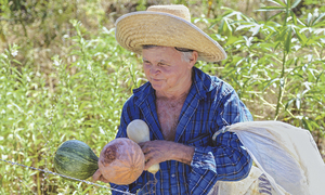 O programa incentiva a produção de alimentos saudáveis