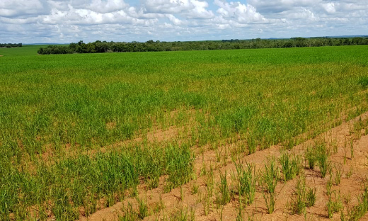 Unidades  terão como finalidade difundir a tecnologia do manejo do arroz consorciado ao capim forrageiro para formação e recuperação de pastagem