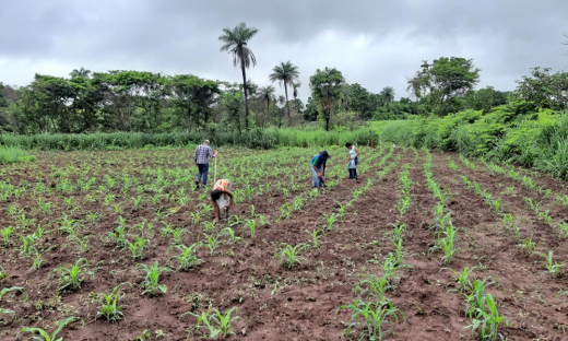 Plantio é feito no formato de sistema Agroflorestal, através da semeadura direta de árvores