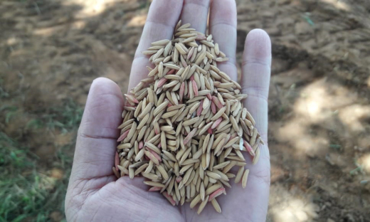 Unidades Demonstrativas  trazem alternativa de rotação da cultura de arroz consorciado com as forrageiras