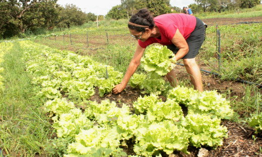 Em 2006, as mulheres representavam pouco mais de 12% dos produtores rurais; em 2017, passaram a ser 18% do total