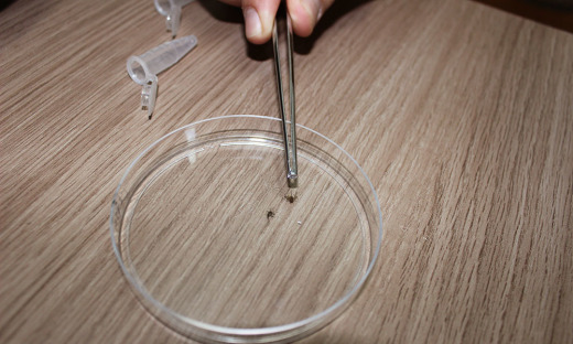 Laboratório de Pesquisa em Gurupi