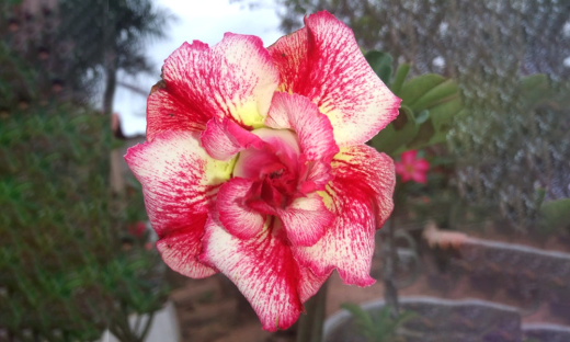 A Rosa do Deserto é originária do sul da África e facilmente adaptada aos países tropicais