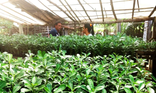 A partir de orientação técnica do Ruraltins, o produtor já conta com mais de 4 mil sementes de Rosa do Deserto