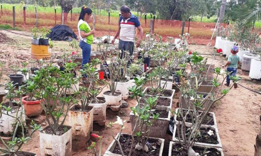 Em Colinas, Valdinei Vergínio de Sousa desponta na produção de mudas e sementes de Rosas do Deserto