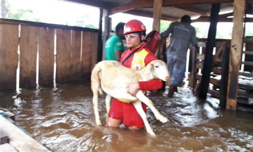 Bombeiros militar tira animais de área alagada em Araguatins