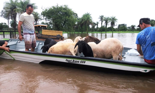 Barco retira pertences e animais de chácara alagada em Araguatins