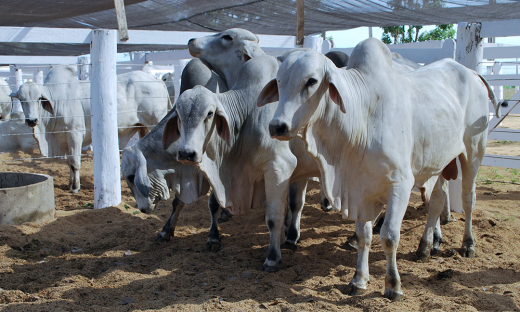 Desde o último dia 11 de abril, o produtor rural poderá requerer a antecipação da vacinação para animais que participarão de leilões