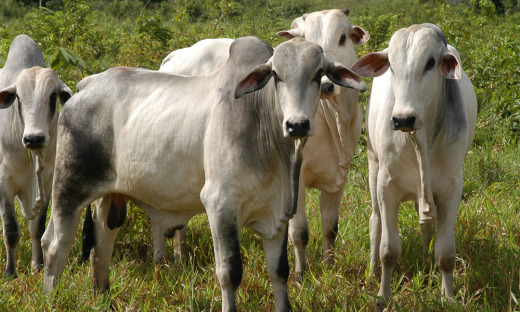 Carne bovina aparece na segunda posição no ranking de exportações de produtos agropecuários no Tocantins