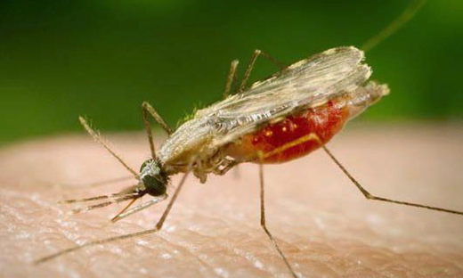 Doença é transmitida pela fêmea infectada do mosquito Anopheles