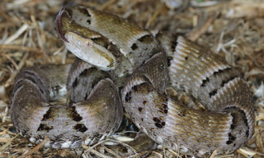 Polícia Ambiental resgatou 17 serpentes com peçonha no Tocantins em 2020
