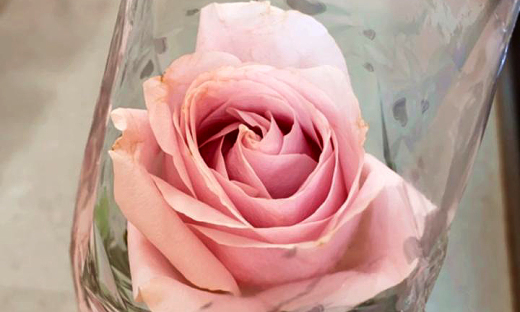 Cerca de 200 rosas foram entregues as servidoras que atuam na linha de frente da Covid-19
