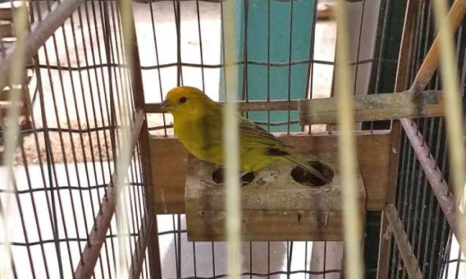 Mais de 750 criadores de passeriformes do Tocantins têm até 31 de julho para evitar o bloqueio no Sispass