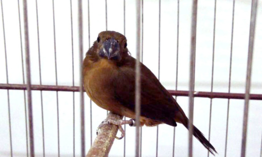 A renovação da licença de passeriformes no Tocantins deve ser solicitada por meio do Atendimento On-line do Naturatins